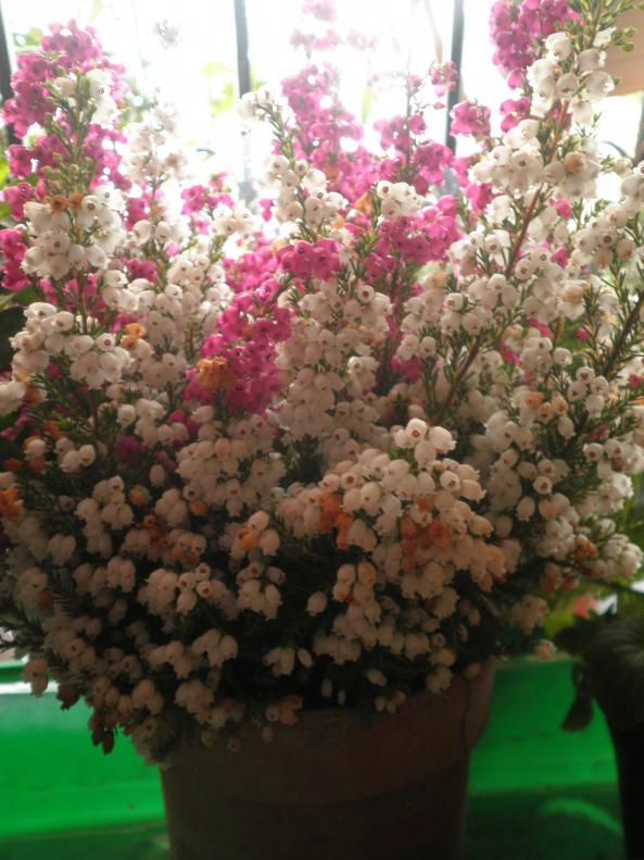 Name:  PA190095.jpg
Views: 2096
Size:  73.3 KB