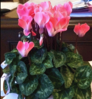 Name:  IMG_0115.gif
Views: 912
Size:  65.4 KB