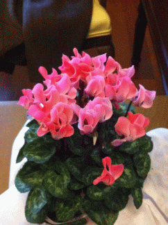 Name:  IMG_0116.gif
Views: 886
Size:  45.5 KB
