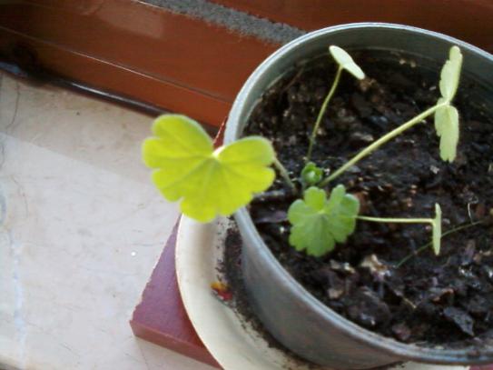 Name:  Photo-0122.jpg
Views: 1027
Size:  28.4 KB