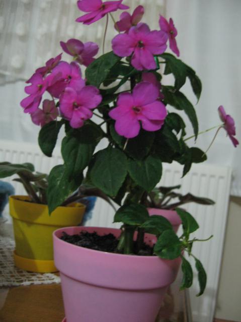 Name:  IMG_0004.jpg
Views: 3953
Size:  33.8 KB