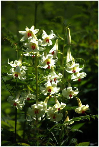 Name:  SNAG-0206.jpg
Views: 4769
Size:  42.1 KB