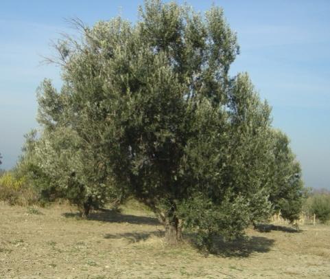 Name:  zeytin 1.jpg
Views: 1072
Size:  37.1 KB