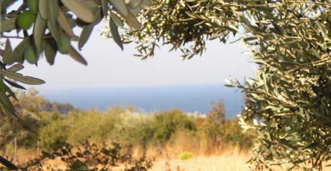 Name:  Zeytin 2.jpg
Views: 983
Size:  42.8 KB