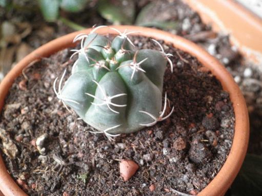Name:  1a-24.12.2011-Gymnocalycium_andreae... - Kopya.jpg
Views: 1401
Size:  39.5 KB