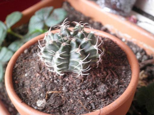 Name:  1a-24.12.2011-gymnocalycium_mihanovichii - Kopya.jpg
Views: 1411
Size:  35.1 KB