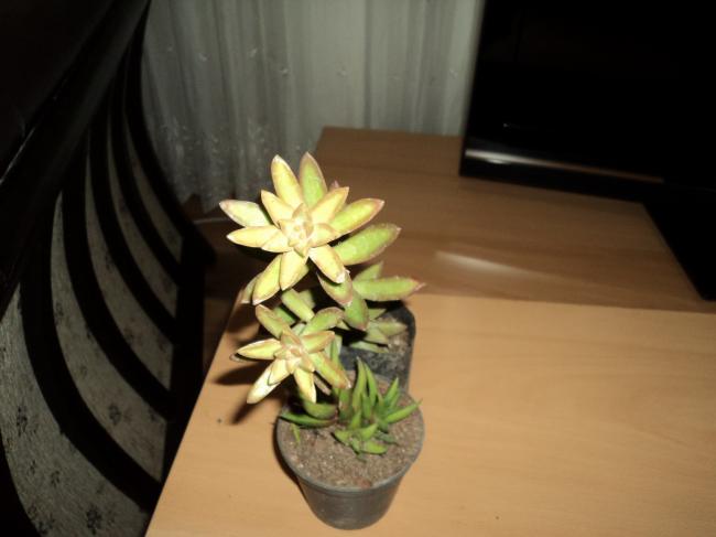 Name:  DSC01631copy.jpg
Views: 2098
Size:  27.6 KB