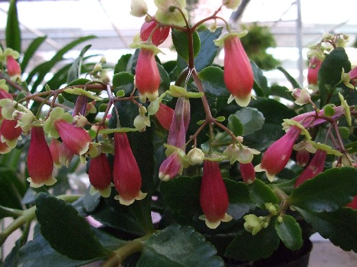 Name:  kalanchoe.jpg
Views: 2513
Size:  69.7 KB