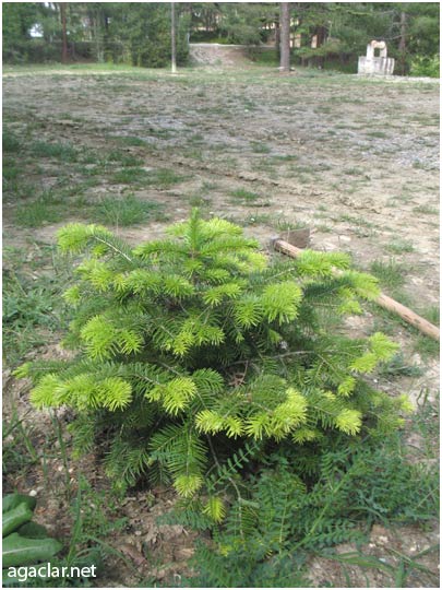 Name:  goknarmi.jpg
Views: 6426
Size:  59.0 KB