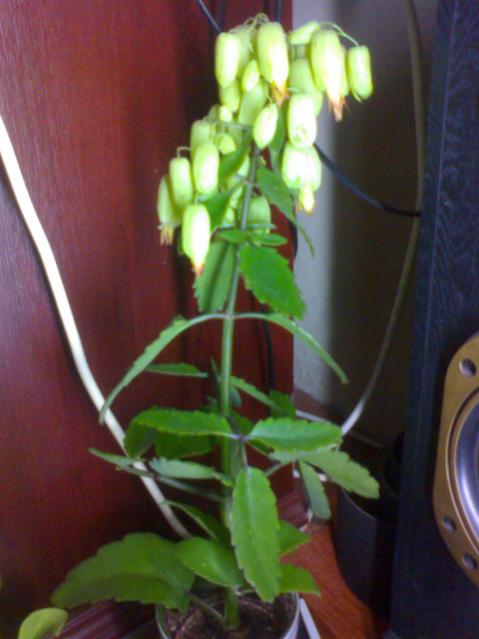 Name:  ABCD0001.jpg
Views: 1148
Size:  35.8 KB