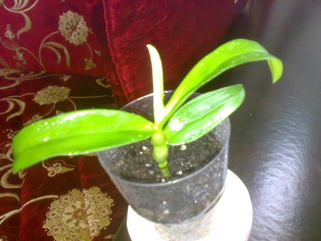 Name:  22012012266.jpg
Views: 882
Size:  43.0 KB