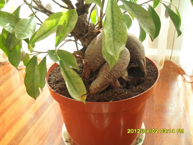 Name:  017.jpg
Views: 2768
Size:  50.1 KB
