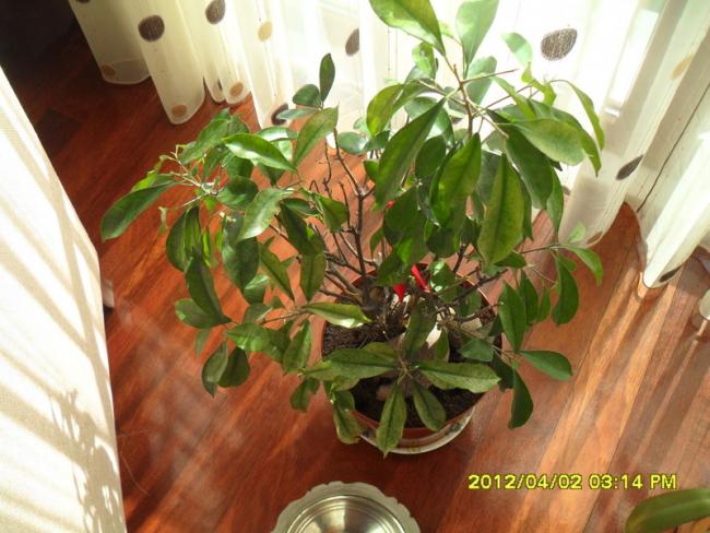 Name:  018.jpg
Views: 2667
Size:  53.2 KB