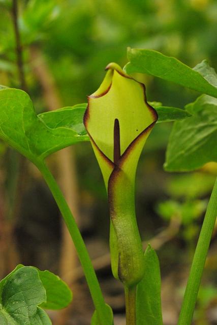 Name:  arum-eubb.jpg
Views: 2949
Size:  30.6 KB