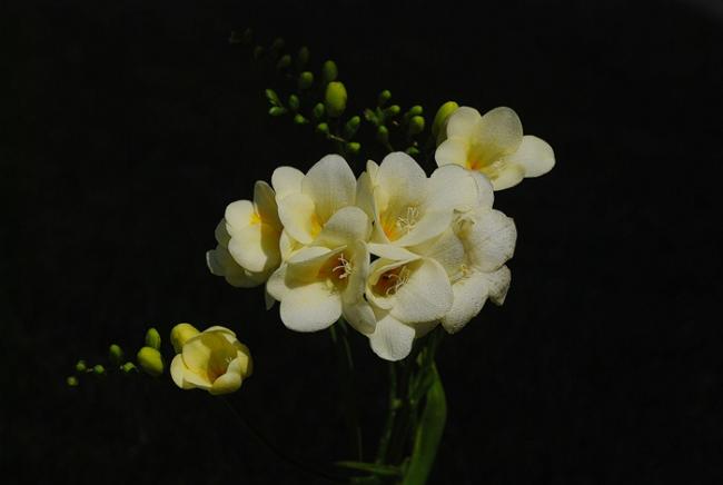 Name:  DSC_0224.jpg
Views: 1511
Size:  17.7 KB