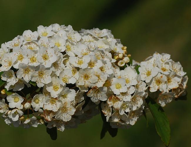 Name:  DSC_0142.jpg
Views: 2304
Size:  48.2 KB