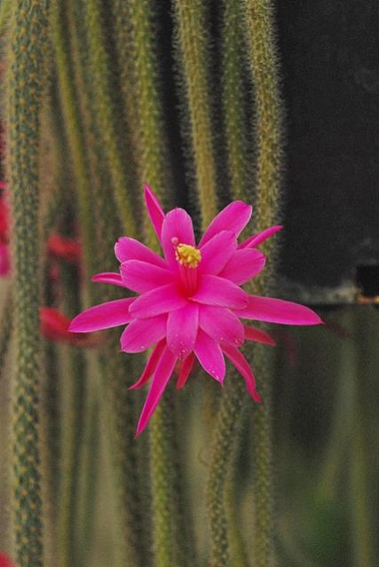 Name:  DSC_0284.jpg
Views: 2577
Size:  36.9 KB