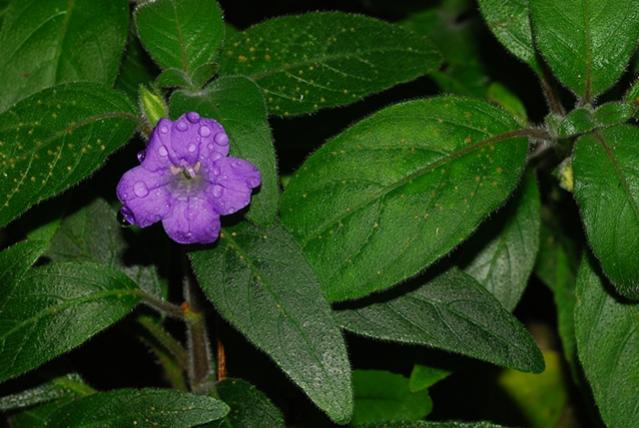 Name:  DSC_0315.jpg
Views: 2316
Size:  46.0 KB