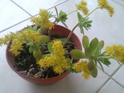 Name:  Fotoraf0318.jpg
Views: 5611
Size:  22.8 KB