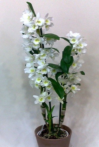 Name:  278988_w640_h640_01.jpg
Views: 4144
Size:  49.7 KB
