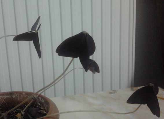 Name:  2012-04-26 19.36.18.jpg
Views: 5356
Size:  29.3 KB