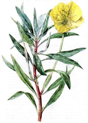 Name:  oenothera_missouriensis.jpg
Views: 5555
Size:  23.6 KB
