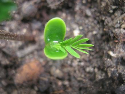 Name:  nedir.JPG
Views: 1402
Size:  34.6 KB