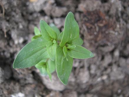 Name:  nedir.JPG
Views: 2229
Size:  33.7 KB