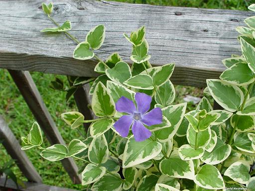 Name:  var_vinca_major4_6_05.jpg
Views: 3982
Size:  65.5 KB