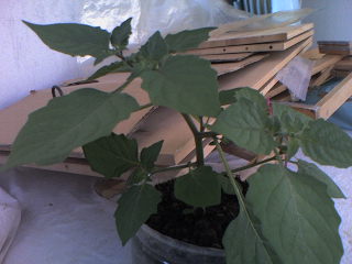Name:  Photo-0110.jpg
Views: 2465
Size:  15.9 KB