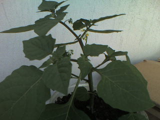 Name:  Photo-0111.jpg
Views: 2339
Size:  14.4 KB