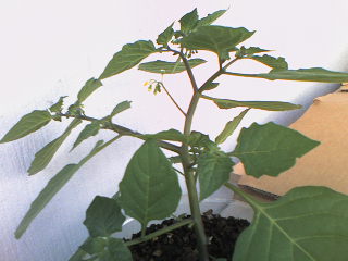 Name:  Photo-0112.jpg
Views: 2311
Size:  17.4 KB