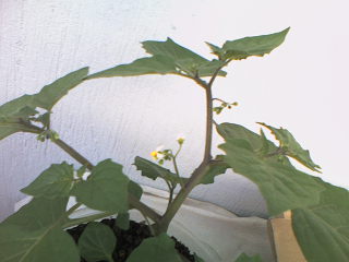 Name:  Photo-0113.jpg
Views: 2374
Size:  14.2 KB