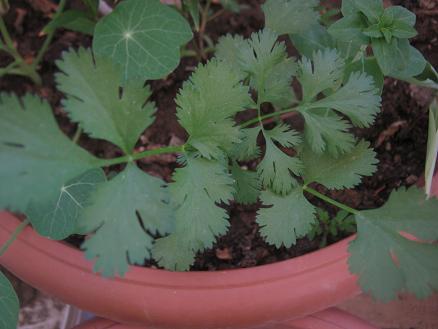 Name:  nedir4.JPG
Views: 2869
Size:  34.5 KB