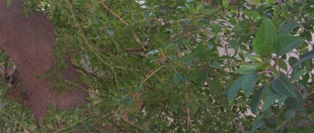 Name:  Phytolacca dioica3.JPG
Views: 3020
Size:  35.2 KB