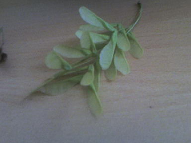 Name:  Photo-0028_resize.jpg
Views: 4456
Size:  11.5 KB