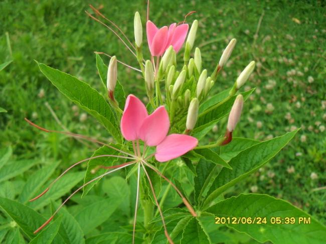 Name:  084.jpg
Views: 2987
Size:  52.0 KB