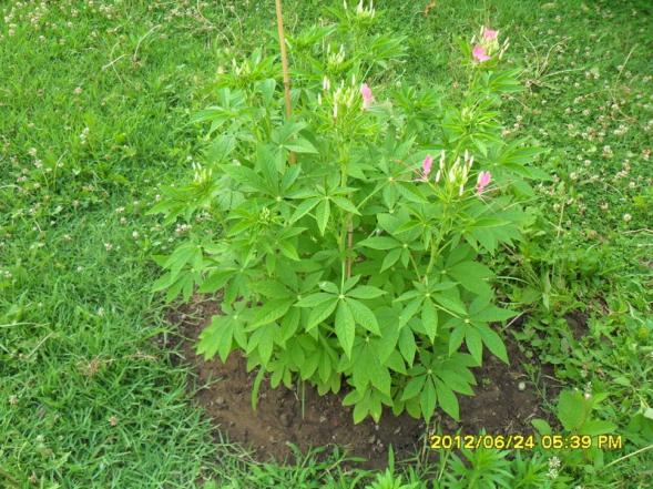 Name:  085.jpg
Views: 2556
Size:  71.8 KB