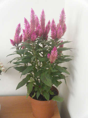 Name:  bilinmeyen.jpg
Views: 2531
Size:  32.0 KB