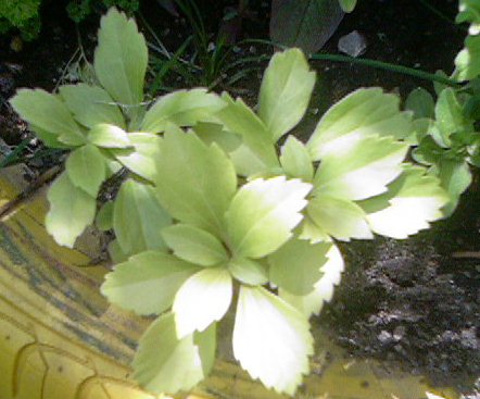 Name:  Photo-0046.jpg
Views: 2430
Size:  43.4 KB