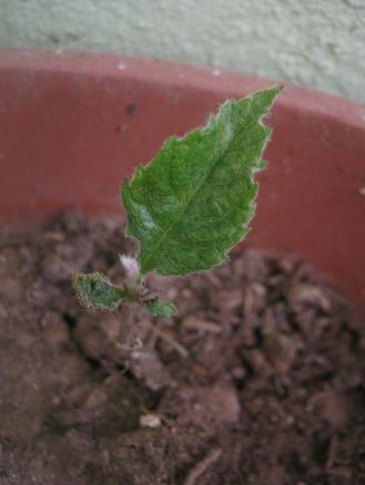Name:  nedir.JPG
Views: 1638
Size:  23.8 KB