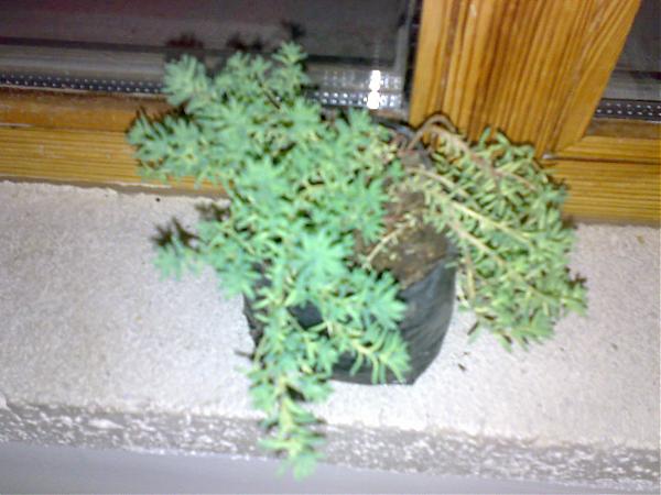 Name:  110320081586.jpg
Views: 1322
Size:  41.0 KB