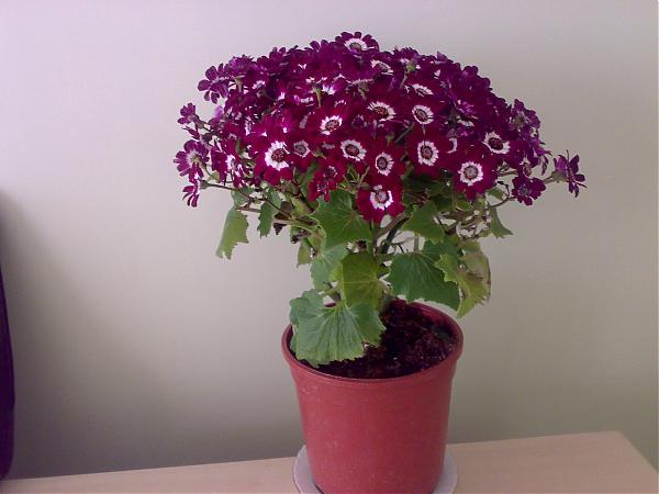 Name:  120320081589.jpg
Views: 2543
Size:  32.4 KB