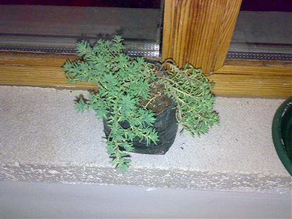 Name:  110320081587.jpg
Views: 1654
Size:  48.2 KB