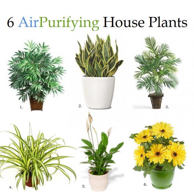 Name:  air-purifying.jpg
Views: 1656
Size:  62.1 KB