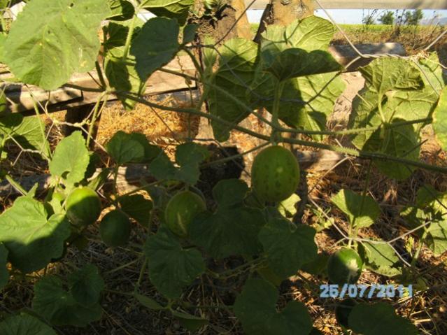 Name:  PICT0002.jpg
Views: 1280
Size:  63.2 KB