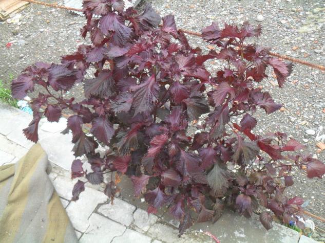 Name:  002.jpg
Views: 4306
Size:  70.8 KB