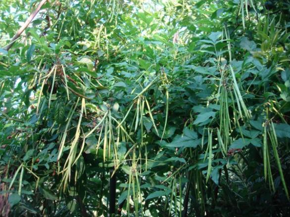 Name:  name that plant.jpg
Views: 11024
Size:  70.7 KB