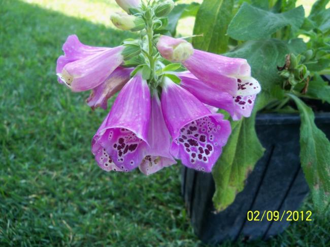 Name:  101_1551.jpg
Views: 4281
Size:  49.1 KB