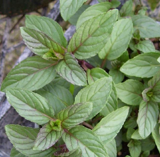 Name:  Menta chocolate 1.jpg
Views: 6335
Size:  57.8 KB